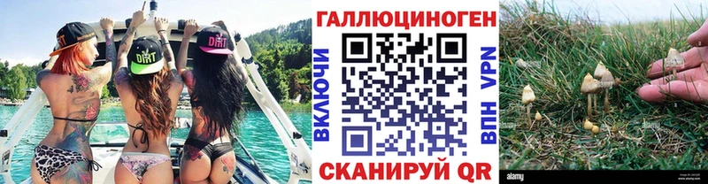 Псилоцибиновые грибы GOLDEN TEACHER  где купить наркоту  Курчалой 